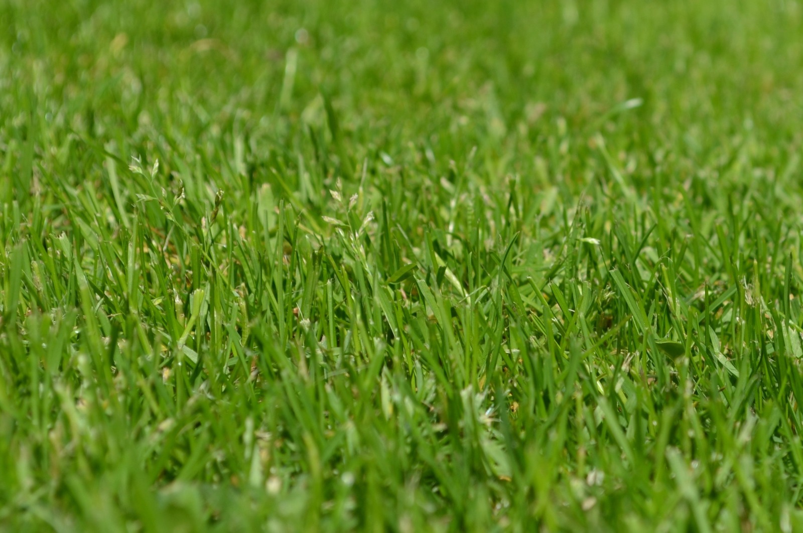 What Makes Good Artificial Grass Yarn? - Standard Turf